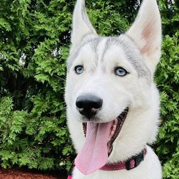 Siberian Huskies from Furever Huskies