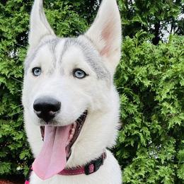Siberian Huskies from Furever Huskies