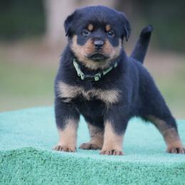 Tundra - Black and mahogany female Rottweiler puppy in Uniontown, Alabama from CedarBluff Rottweilers