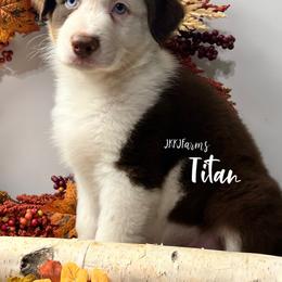 2 Titan - Red tri-color male Australian Shepherd puppy in Huntington, Texas from JKKJ Farms, LLC