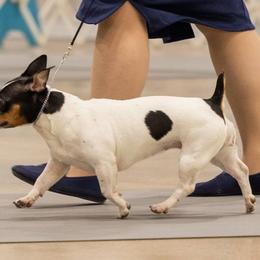 Penny - Teddy Roosevelt Terrier