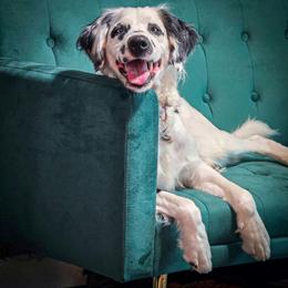 Saphira - Dalmatian