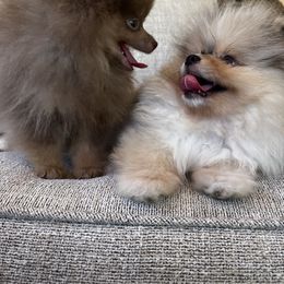 Pomeranian puppies from Pomeranian gem
