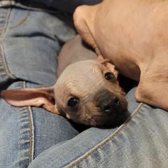 Xoloitzcuintli Puppies from XO-TIME Kennel