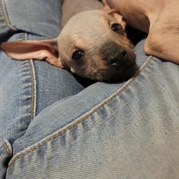Xoloitzcuintli Puppies from XO-TIME Kennel