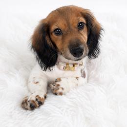 Suzie - Piebald female Dachshund puppy in Homestead, Florida from Florida Mini Dachshunds and Danes