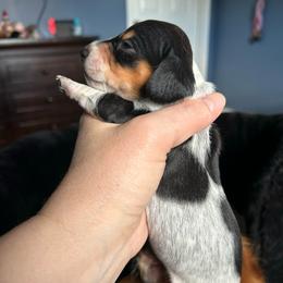 Bandit - Piebald male Dachshund puppy in Bruceton, Tennessee from Dachshund Dreams