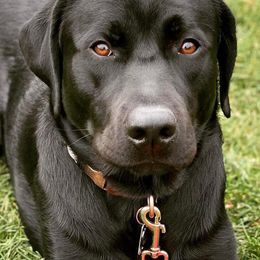 Labrador Retrievers from Shady Run Labradors