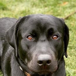 Labrador Retrievers from Shady Run Labradors