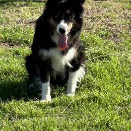 Showme - Border Collie