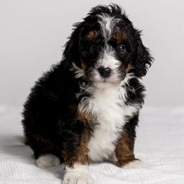 Papa Elf - Tri-color male Bernedoodle puppy in Slc, Utah from Timp Doodles