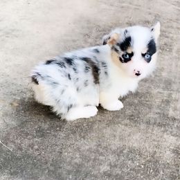 Dallas - Blue merle and white male American Corgi puppy in Leighton, Alabama from Bar P Livestock Corgis