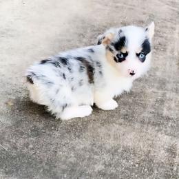Dallas - Blue merle and white male American Corgi puppy in Leighton, Alabama from Bar P Livestock Corgis