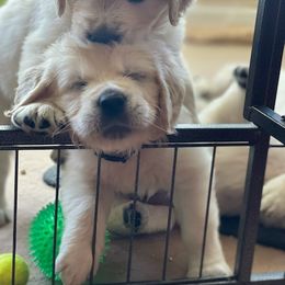 Golden Retriever Puppies from Freedom Retrievers