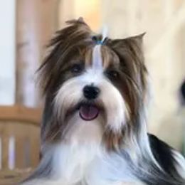 Boozy - Biewer Terrier