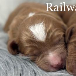 Boy 1 - Apricot male Goldendoodle puppy in Milford, Indiana from Railway Acres Kennel