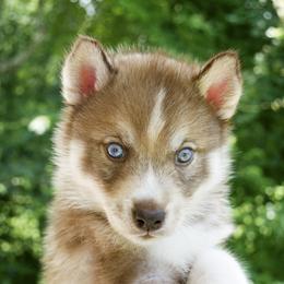 Solstice - Red and white male Siberian Husky puppy in Knoxville, Tennessee from The Siberian Empire