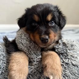 Mulan - Black tri-color female Australian Shepherd puppy in East Hartford, Connecticut from CT Aussies