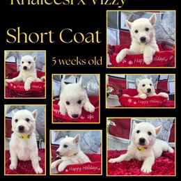 Banana Boy - White male German Shepherd puppy in Apache Junction, Arizona from CS Vista Farms