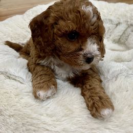 Cavapoo Puppies from Coastal Cavapoos