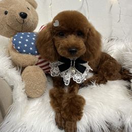 Mekju - Poodle