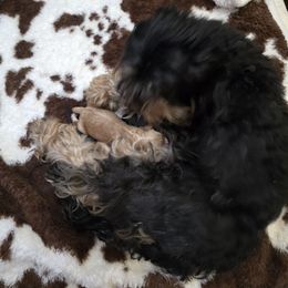 Aussiedoodle puppies from Wild Farm Puppies