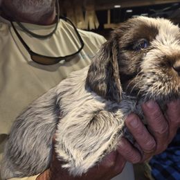 Girl 1 - female Wirehaired Pointing Griffon puppy in Flagstaff, Arizona from Agassiz Wirehaired Pointing Griffons