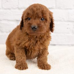 Teddy - Red male Cavapoo puppy in Salt Lake City, Utah from Marlene's Doodles