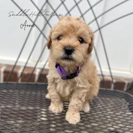 Annie - Apricot female Goldendoodle puppy in Rienzi, Mississippi from Saddle Hill Farms