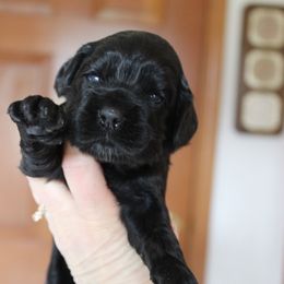 CockerFemalePuppy - Dark golden female Golden Retriever puppy in Chehalis, Washington from Tradition Golden Retrievers