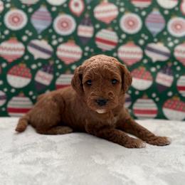Millie - Red  female Goldendoodle puppy in Fayetteville, Arkansas from Mountain Grove Doodles