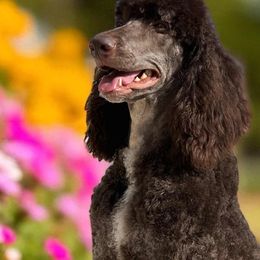 Gaia - Poodle