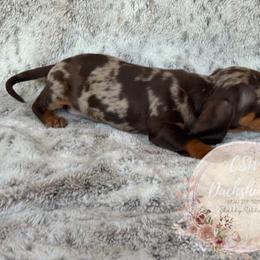 Dachshund Puppies from CSW Dachshunds