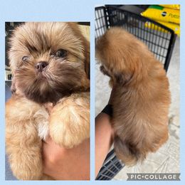 Wess - Liver male Shih Tzu puppy in Conroe, Texas from Texas Shih tzu crew Shih Tzus
