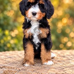 Goldie - Tri-color female Bernedoodle puppy in Greenville, Texas from Doodles of Promise
