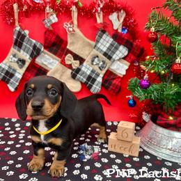Miss Maddie - Black and tan female Dachshund puppy in Ben Wheeler, Texas from P&P Dachshunds
