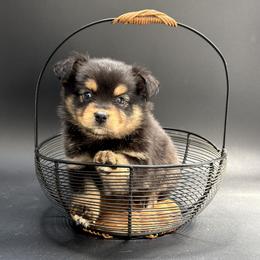 Oden - Black tri male Miniature Australian Shepherd puppy in Covington, Pennsylvania from Rigas Mini Aussies LLC