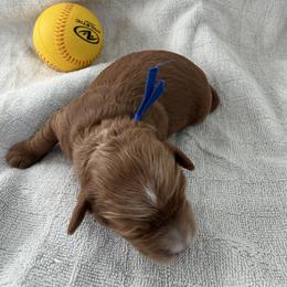 Dodger - Apricot male Goldendoodle puppy in Stockton, California from Family Doodles