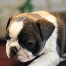 Finn - Blue male Boston Terrier puppy in Kingsport, Tennessee from Irish Heart Bostons
