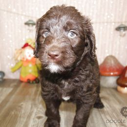 Bernedoodle, Goldendoodle, and Labradoodle Puppies from Doodle Nation