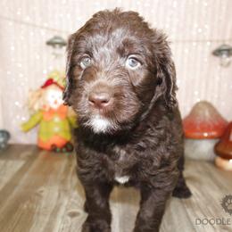 Bernedoodle, Goldendoodle, and Labradoodle Puppies from Doodle Nation