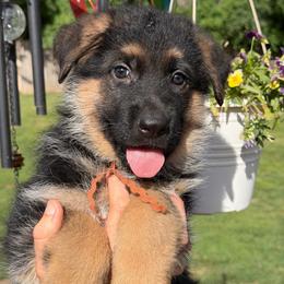 Dakari - Black and red female German Shepherd puppy in Harvard, Illinois from Aus Dem Meer German Shepherds