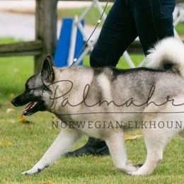 Norwegian Elkhounds from Palmahra