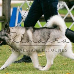 Norwegian Elkhounds from Palmahra