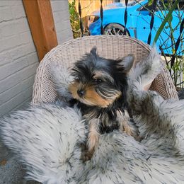 Trad 1. - Black and gold male Yorkshire Terrier puppy in Portland, Oregon from Mama & I Yorkshire's