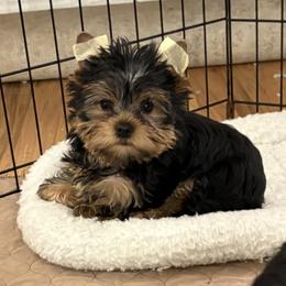 Paris - Blue and gold female Yorkshire Terrier puppy in Portland, Oregon from Bohemian Beauty Yorkshire Terrier