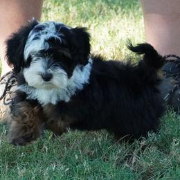 Reese BTF - Black tri-color female Aussiedoodle puppy in Lawton, Oklahoma from Lindsey’s Aussies