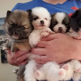 Pomeranians from Kay's Pomeranians