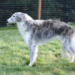Silken Windhound All Grown Up from Jennifer Ceballos