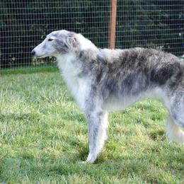 Silken Windhound All Grown Up from Jennifer Ceballos